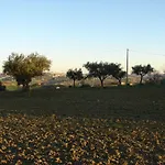 Poggio San Pietro 莫利亚诺