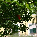 Poggio San Pietro 公寓 莫利亚诺