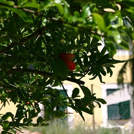 Poggio San Pietro דירה Mogliano